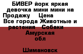 БИВЕР йорк яркая девочка мини мини на Продажу! › Цена ­ 45 000 - Все города Животные и растения » Собаки   . Амурская обл.,Шимановск г.